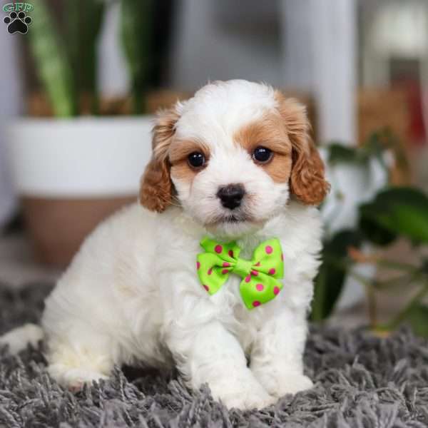 Charlie, Cavapoo Puppy