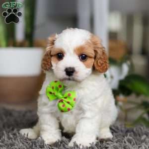 Charlie, Cavapoo Puppy