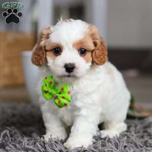 Charlie, Cavapoo Puppy