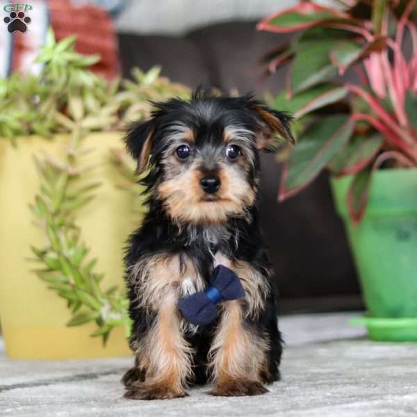 Charlie, Yorkie Puppy