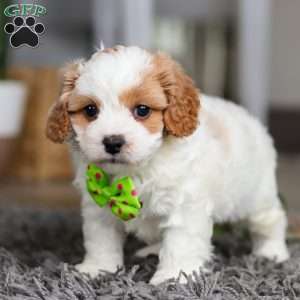 Charlie, Cavapoo Puppy