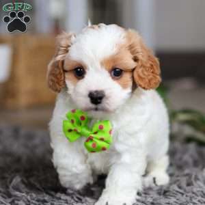 Charlie, Cavapoo Puppy