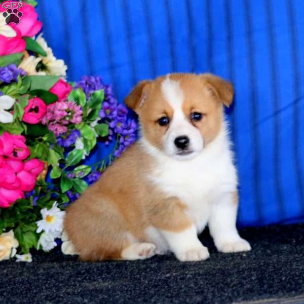 Charlie, Pembroke Welsh Corgi Puppy