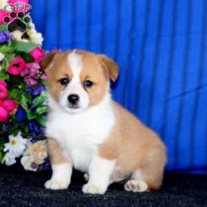 Charlie, Pembroke Welsh Corgi Puppy