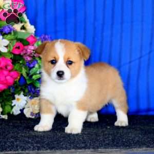 Charlie, Pembroke Welsh Corgi Puppy