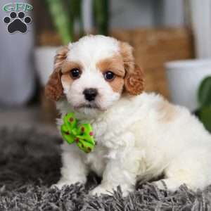 Charlie, Cavapoo Puppy