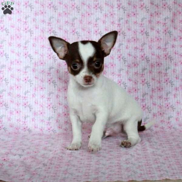 Charming Chad, Chihuahua Puppy