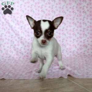 Charming Chad, Chihuahua Puppy