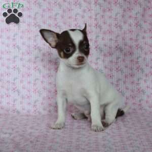 Charming Chad, Chihuahua Puppy