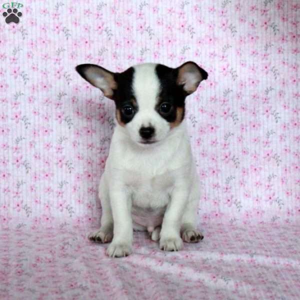 Charming Charlie, Chihuahua Puppy