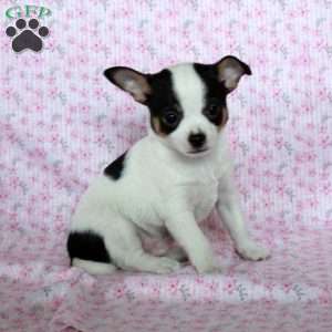 Charming Charlie, Chihuahua Puppy