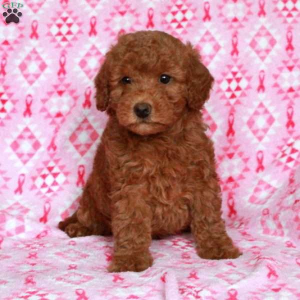 Cheddar, Miniature Poodle Puppy