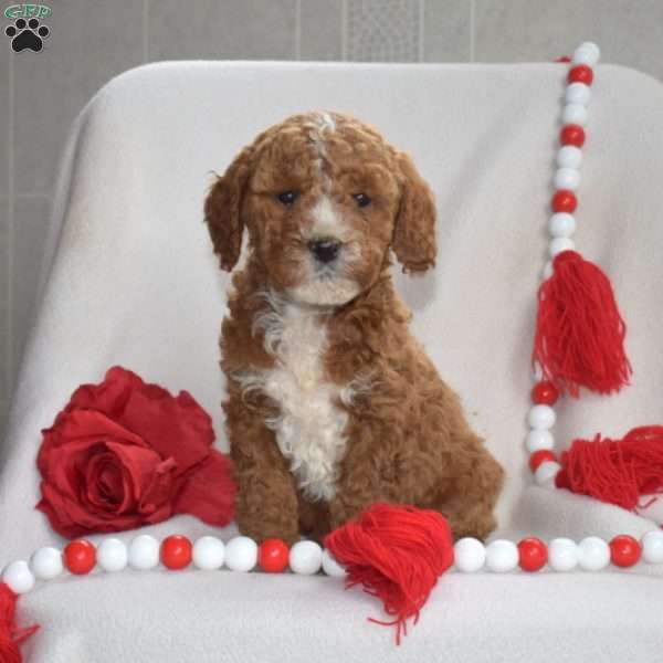 Cheddar, Cavapoo Puppy