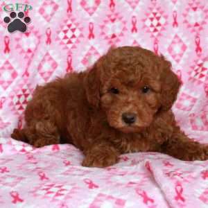 Cheddar, Miniature Poodle Puppy