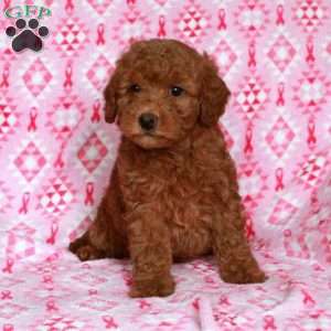 Cheddar, Miniature Poodle Puppy