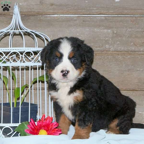 Chelsy, Bernese Mountain Dog Puppy