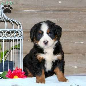 Chelsy, Bernese Mountain Dog Puppy