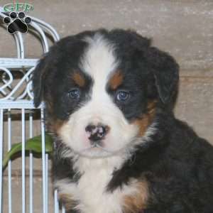 Chelsy, Bernese Mountain Dog Puppy