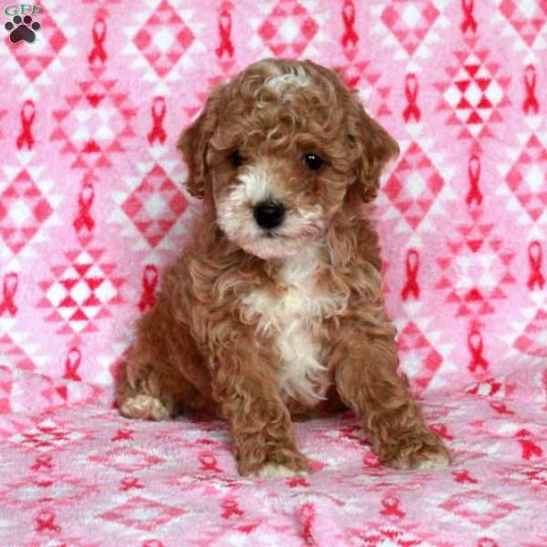 Chester, Miniature Poodle Puppy