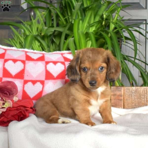 Chex-Mini, Dachshund Puppy