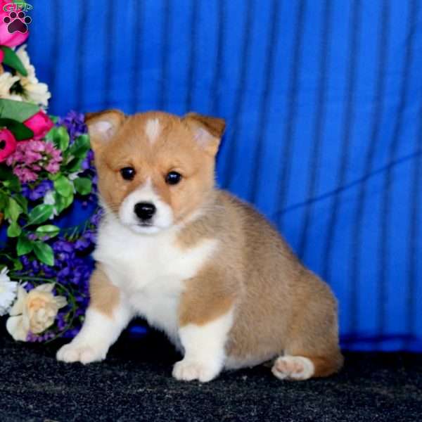 Chico, Pembroke Welsh Corgi Puppy