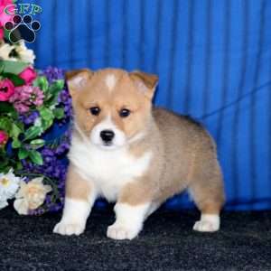 Chico, Pembroke Welsh Corgi Puppy