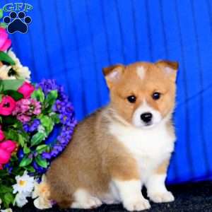 Chico, Pembroke Welsh Corgi Puppy