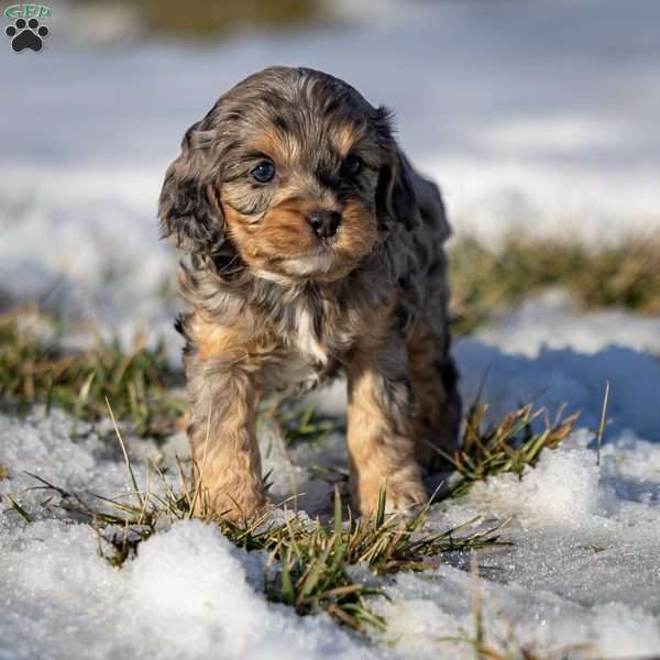 Chili, Cavapoo Puppy