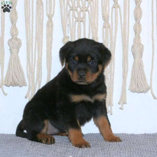 Chloe, Rottweiler Puppy