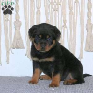 Chloe, Rottweiler Puppy