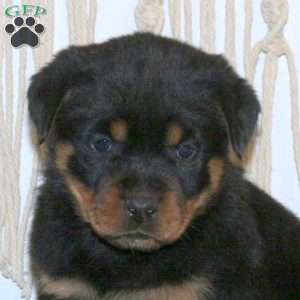 Chloe, Rottweiler Puppy