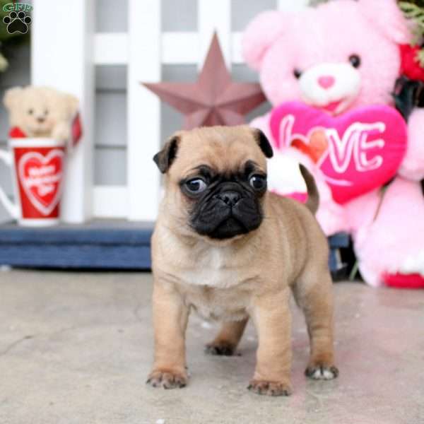 Chocolate, Jug Puppy