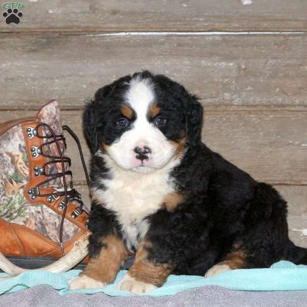 Chole, Bernese Mountain Dog Puppy