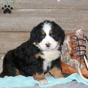 Chole, Bernese Mountain Dog Puppy