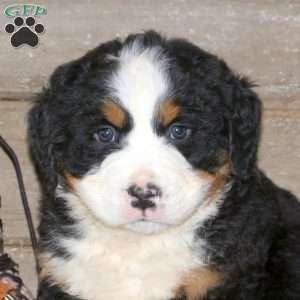 Chole, Bernese Mountain Dog Puppy