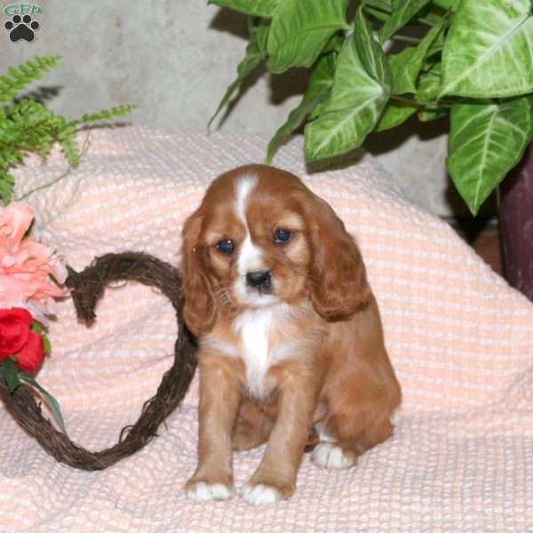 Cinnamon, Cavalier King Charles Spaniel Puppy