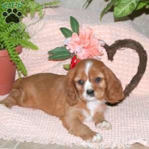 Cinnamon, Cavalier King Charles Spaniel Puppy