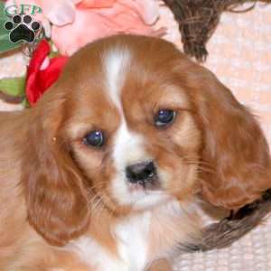 Cinnamon, Cavalier King Charles Spaniel Puppy