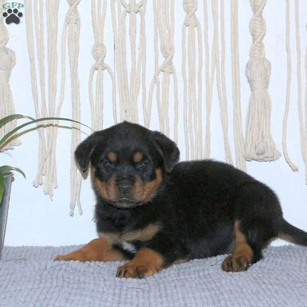 Claire, Rottweiler Puppy