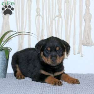 Claire, Rottweiler Puppy