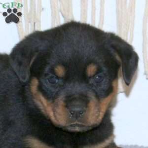 Claire, Rottweiler Puppy