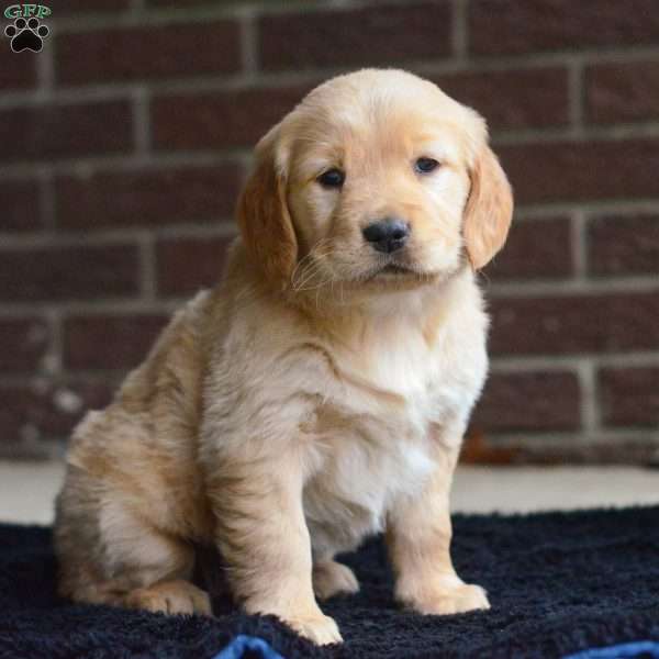 Cleo, Golden Retriever Puppy