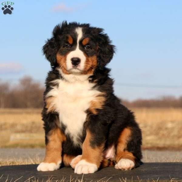 Coca Cola, Bernese Mountain Dog Puppy