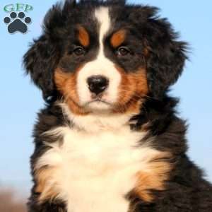 Coca Cola, Bernese Mountain Dog Puppy