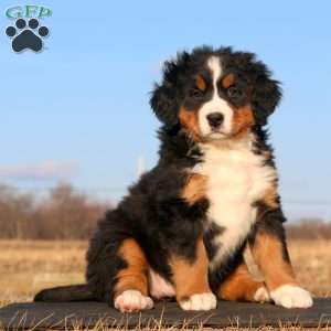 Coca Cola, Bernese Mountain Dog Puppy