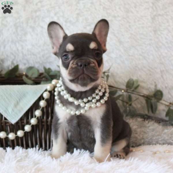 Coco Dream, French Bulldog Puppy