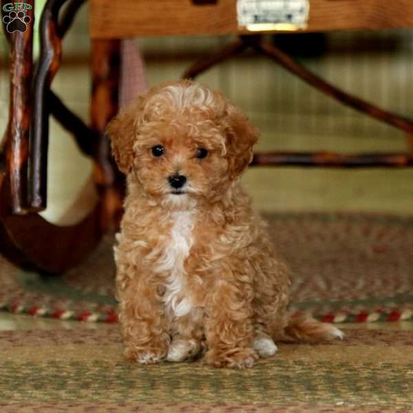 Coco, Miniature Poodle Puppy