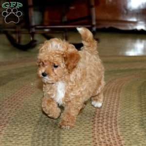 Coco, Miniature Poodle Puppy