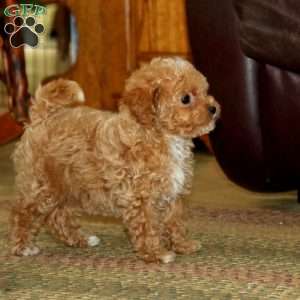 Coco, Miniature Poodle Puppy