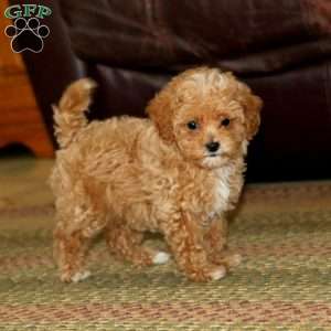 Coco, Miniature Poodle Puppy